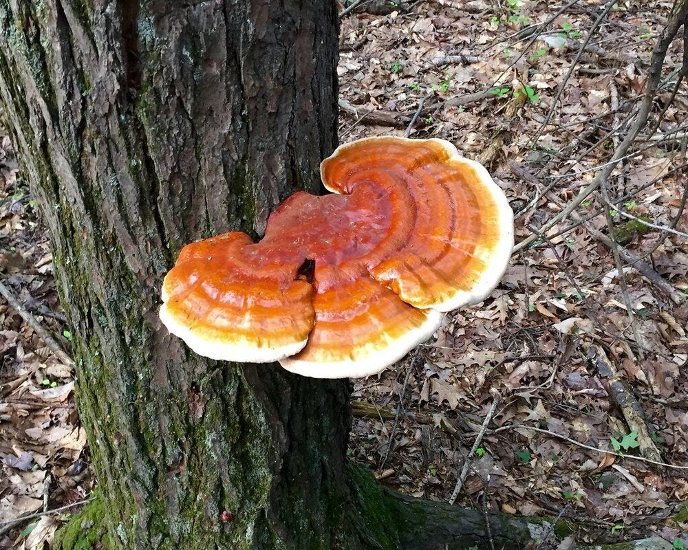 Hongo Reishi y COFEPRIS